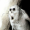 Профиль genry_lounderry